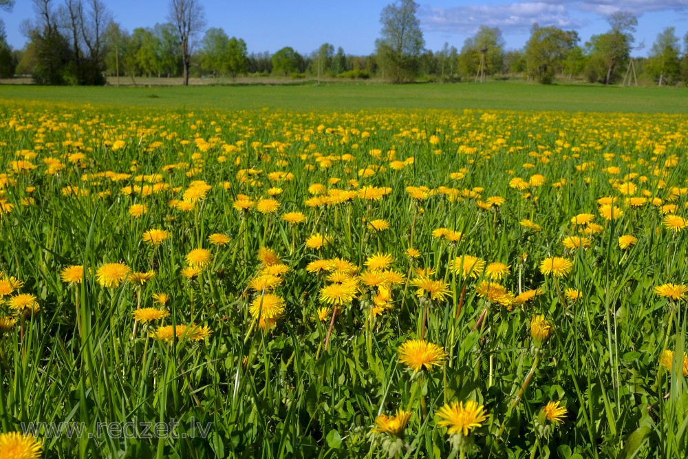 Common Dandelion Meadow