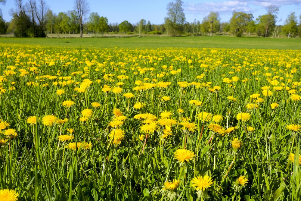 Pļava ar ārstniecības pieneni, Taraxacum officinale