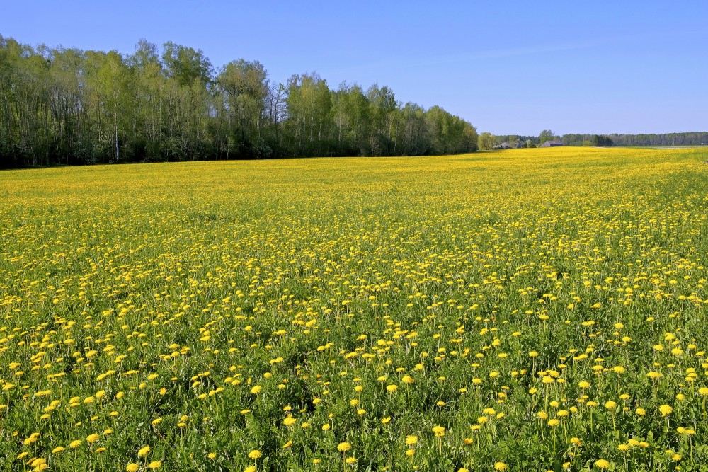 Pļava ar ziedošām pienenēm