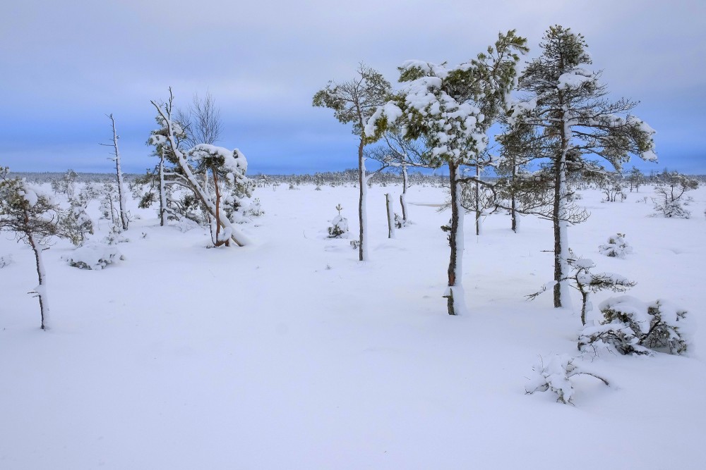 Tīrspurvs Bog In Winter 