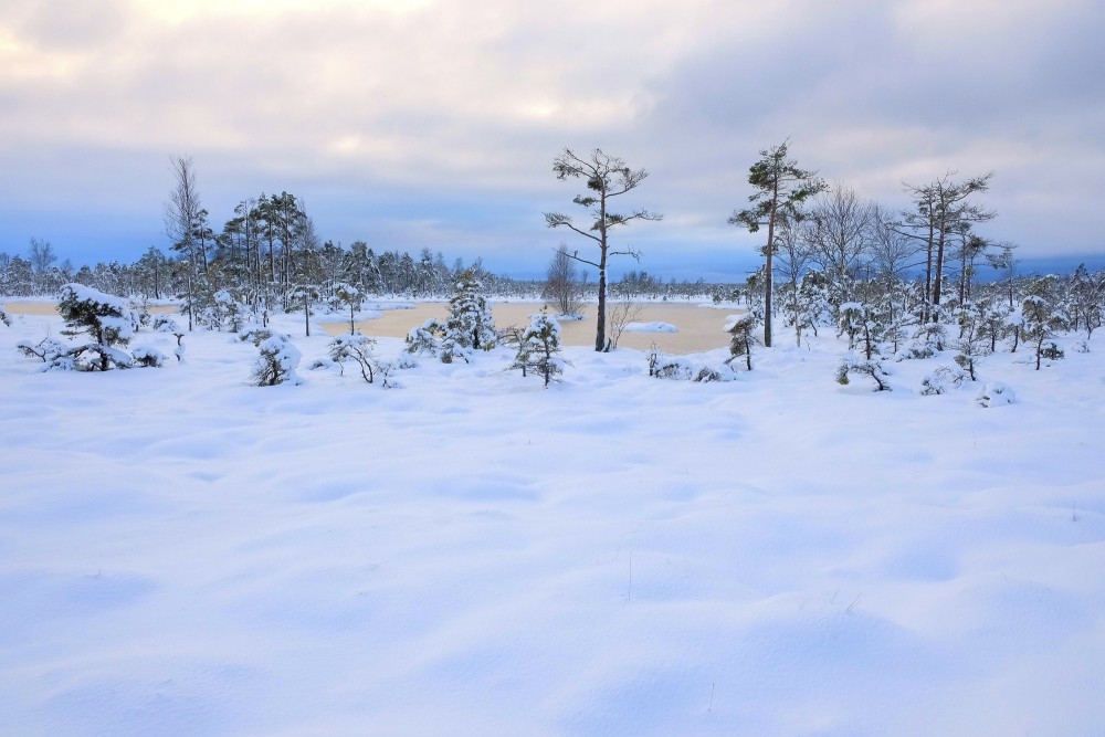 Tīrspurvs Bog In Winter 