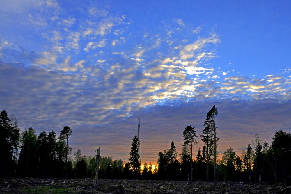Vakara saulrieta ainava, koku silueti, debesis