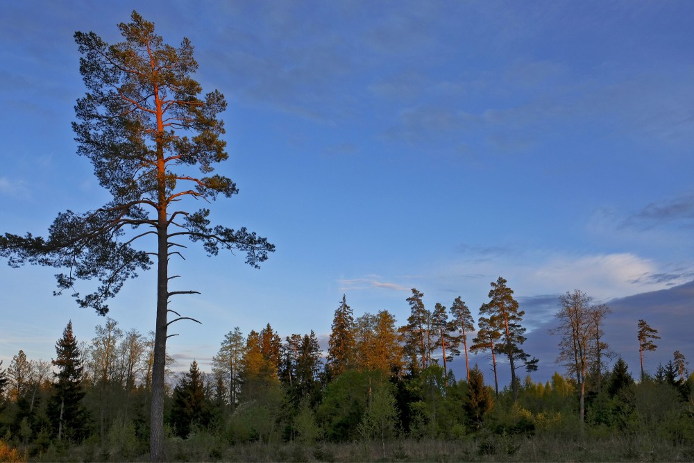 Vakara ainava ar priedi