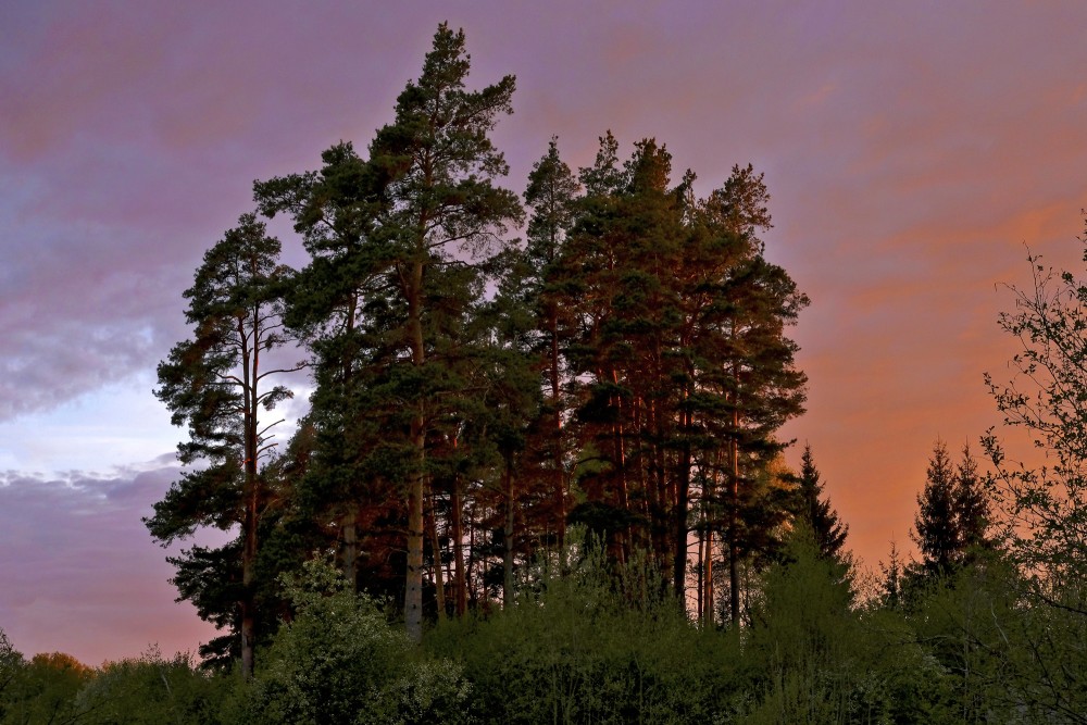 Priežu puduris uz sarkanu debesu fona saulrietā Priežu puduris uz sarkanu debesu fona saulrietā