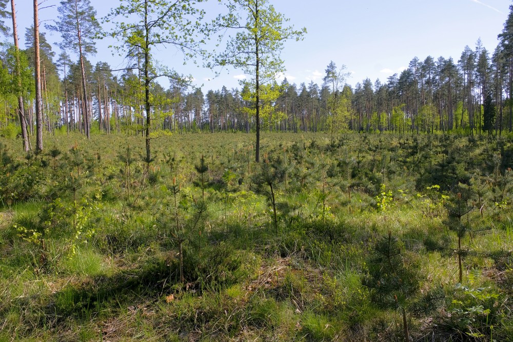 Priežu jaunaudze Medema purva takā