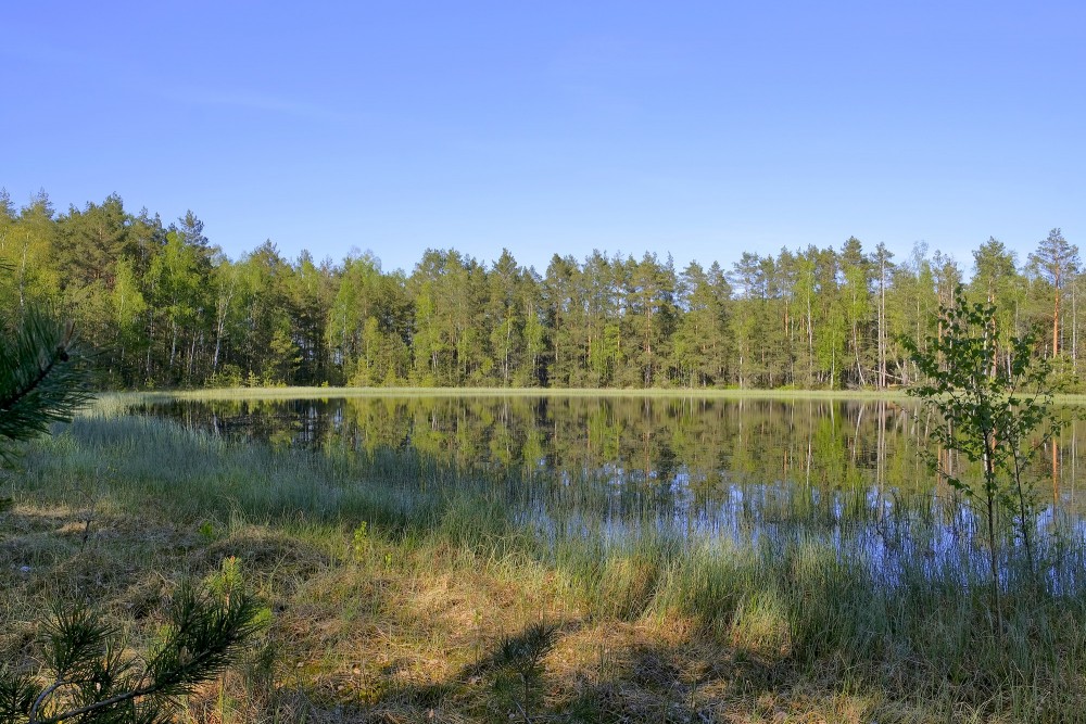 Medema Marsh Landscape with a Lake