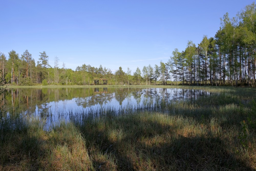 Medema Marsh Landscape with a Lake
