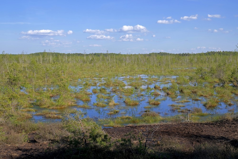 Medema Marsh Landscape