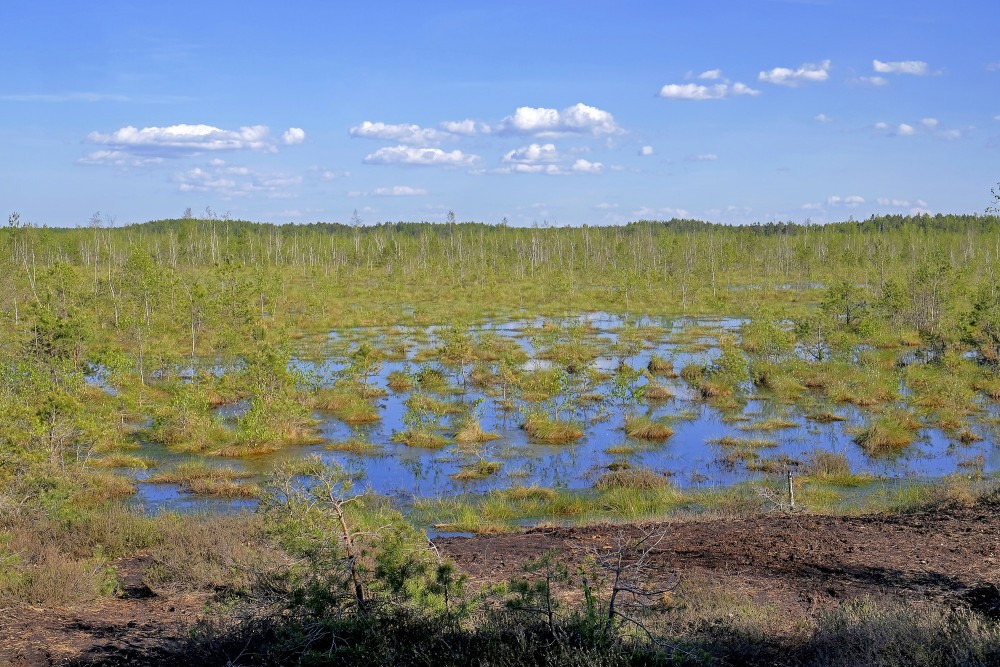 Medema Marsh Landscape