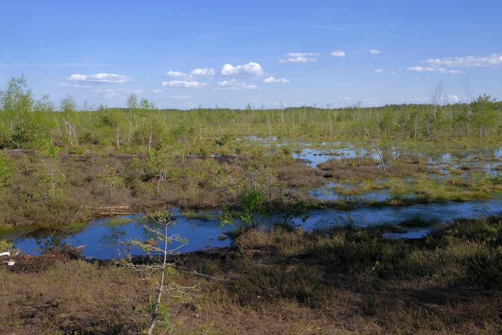 Medema Marsh Landscape
