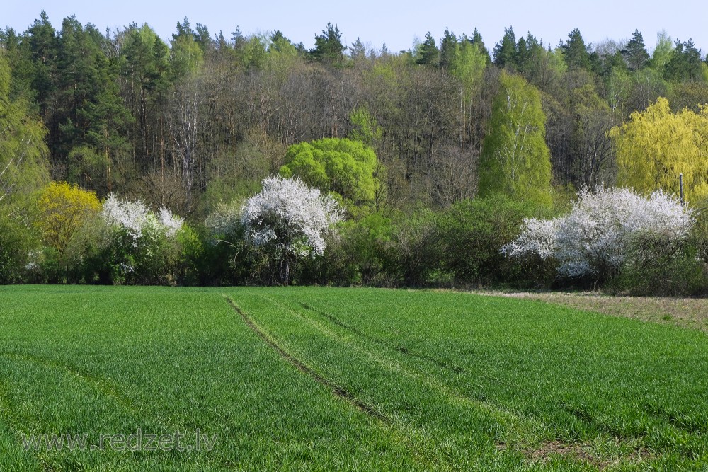 Flowering spring landscape