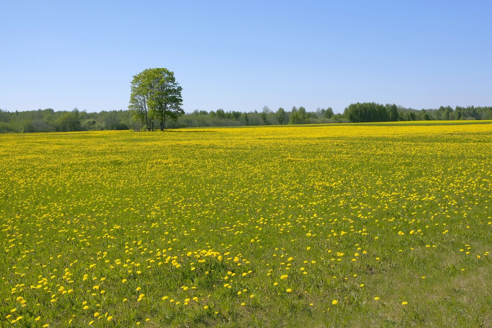 Spring Landscape of Vidzeme, Dandelion Meadow