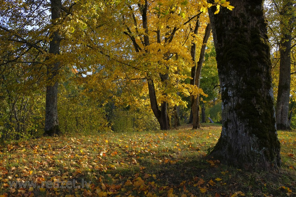 Sigulda Autumn Landscape