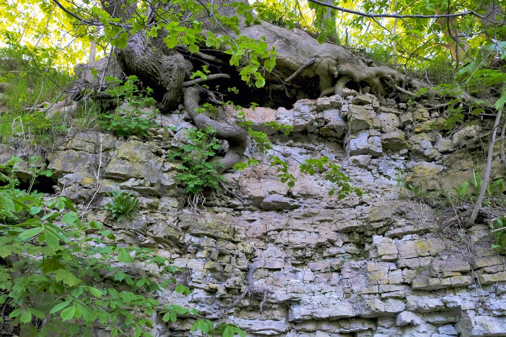 Dolomite Outcrops on the Dievdārziņš Nature Trail