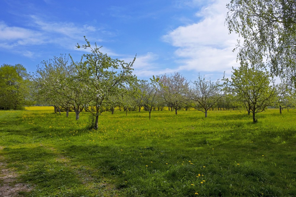 Augļkoku dārzs un pienenes