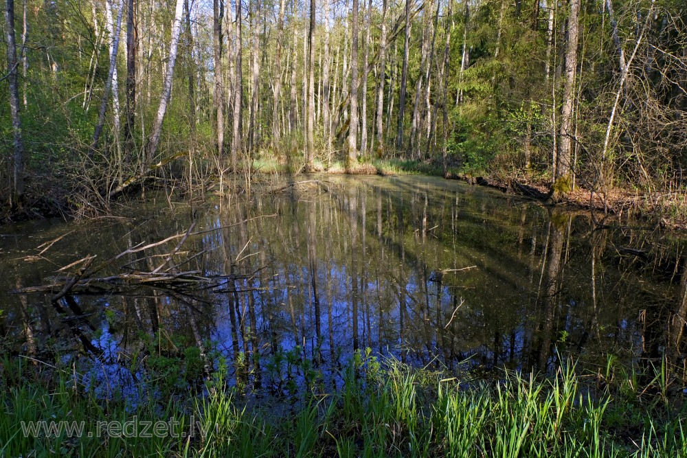 Pavasara ūdeņi mitrā mežā