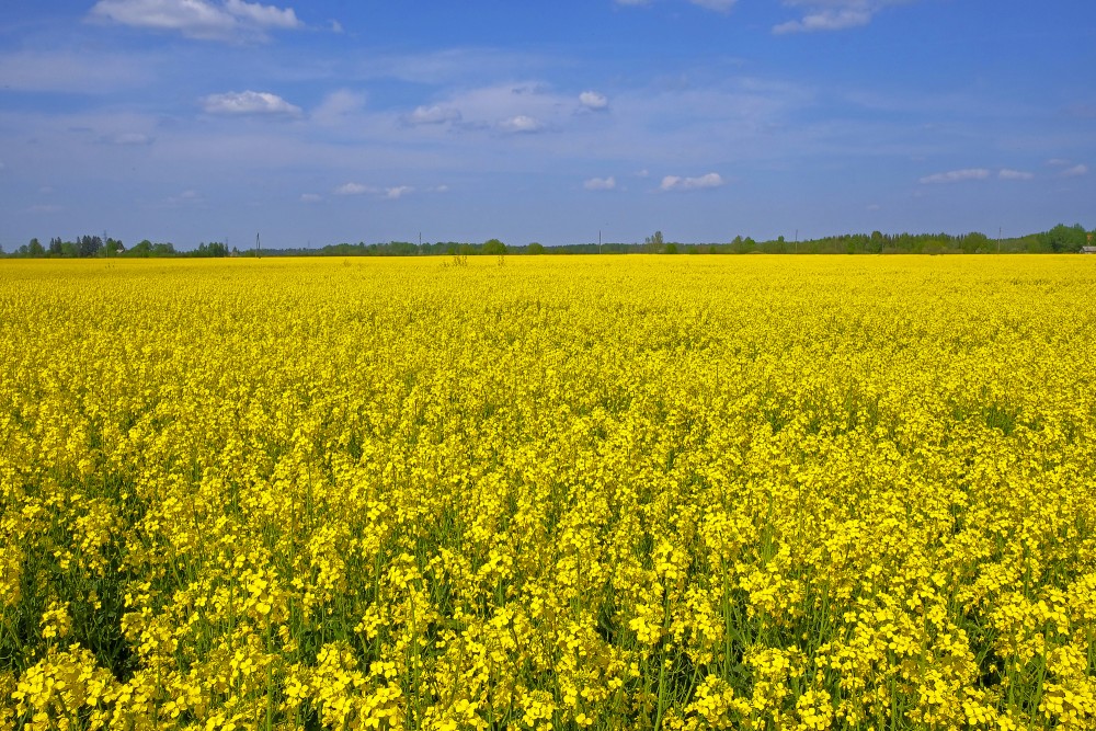 Flowering Rape Field