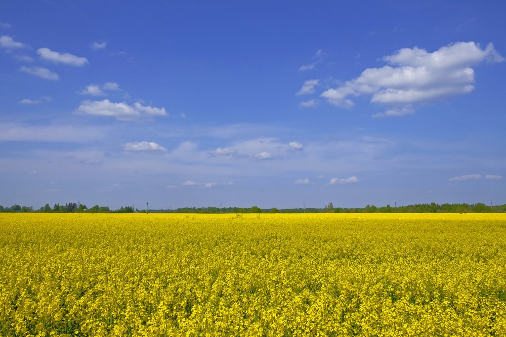 Flowering Rape Field and Clouds