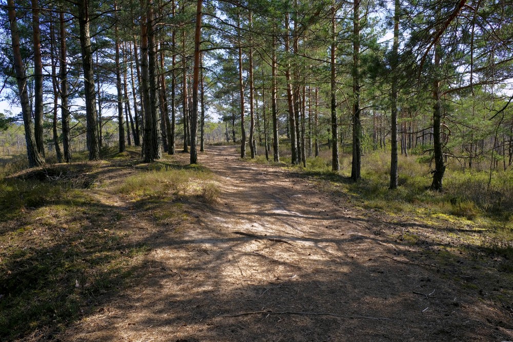 Dunika Bog Trail, Latvia