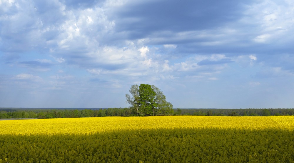 Flowering Rape Field, Countryside Landscape