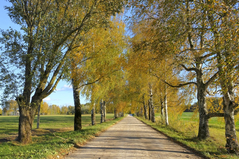 Birch Alley in Autumn