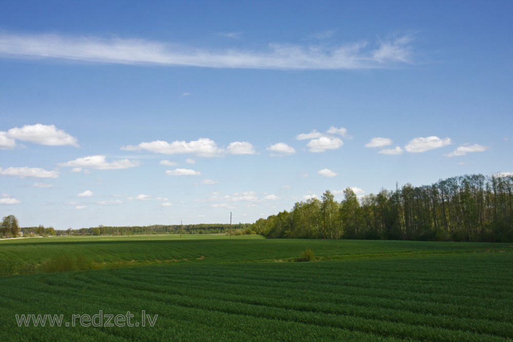 Labības lauks pavasarī