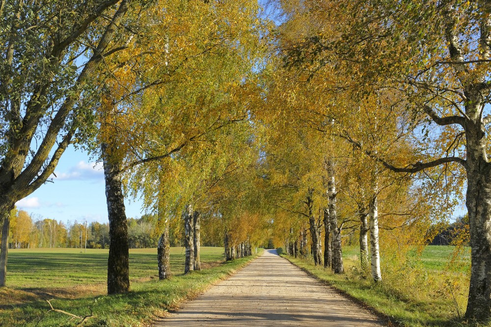 Birch Alley, Autumn