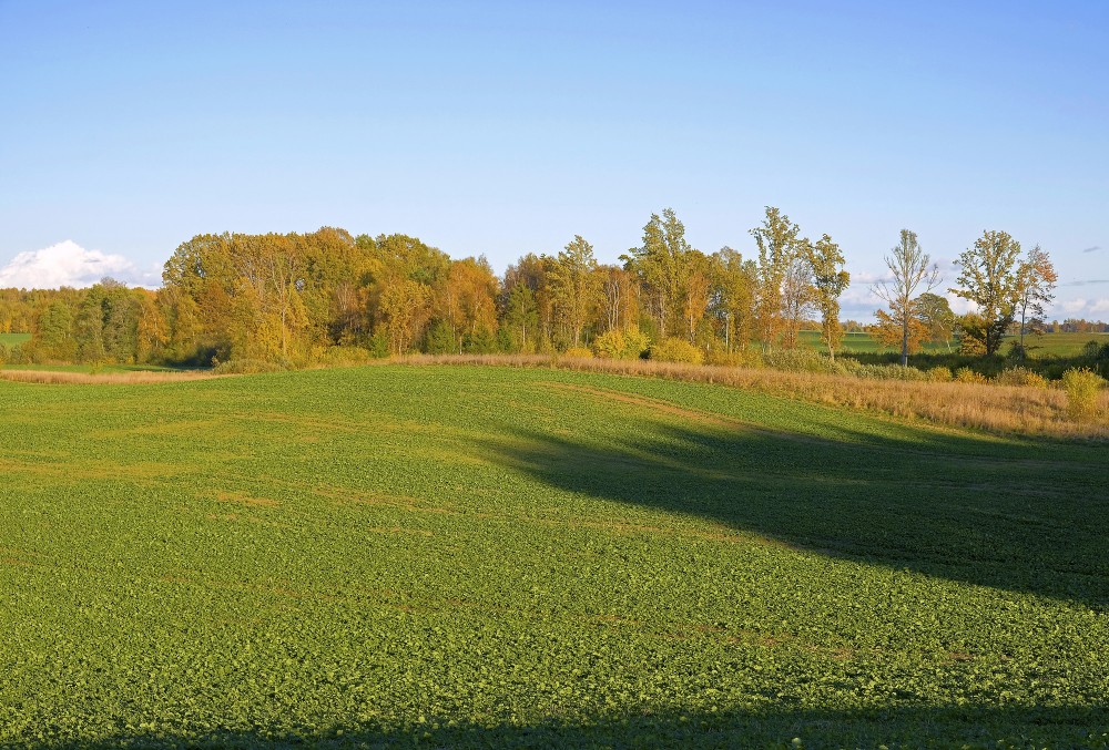 Ziemas rapsis, rudens ainava