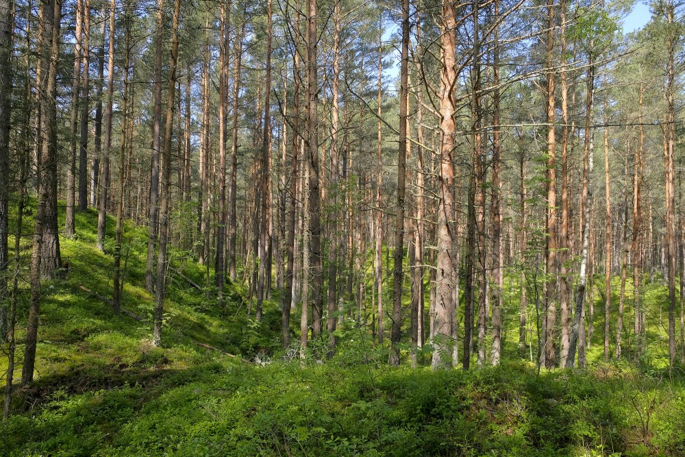 Dabas parks "Bernāti", priežu mežs