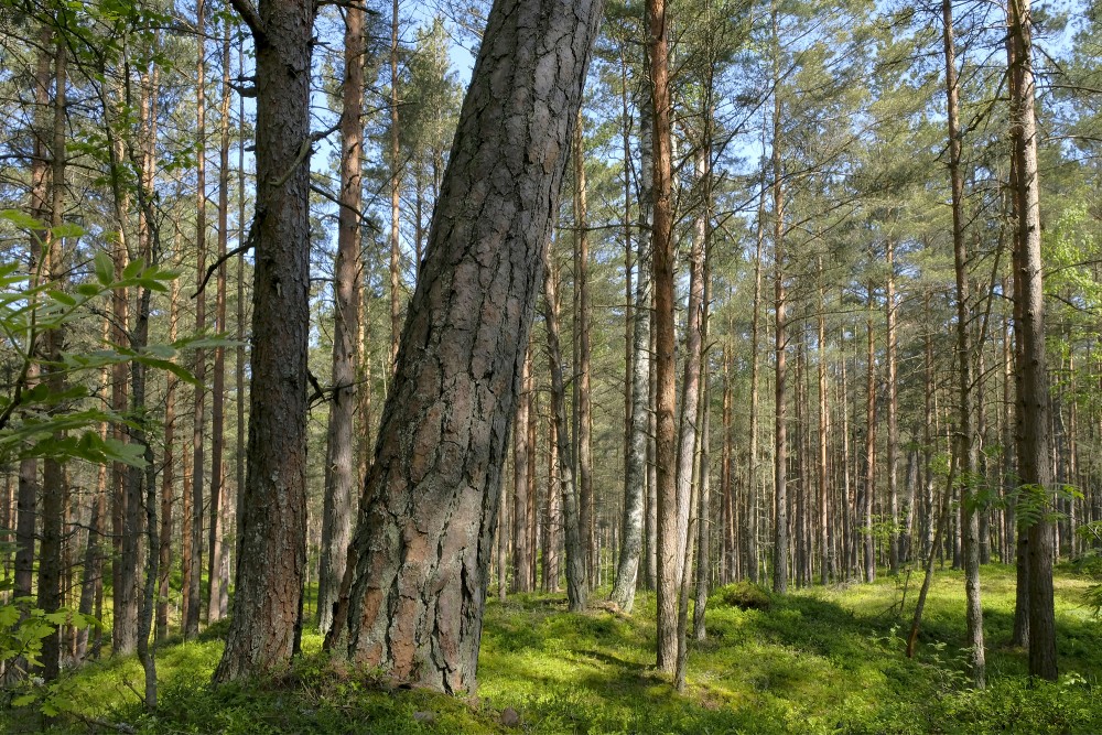 Bernātu piejūras dabas parks