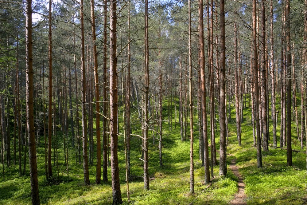 Bernati seaside nature park, Pine forest