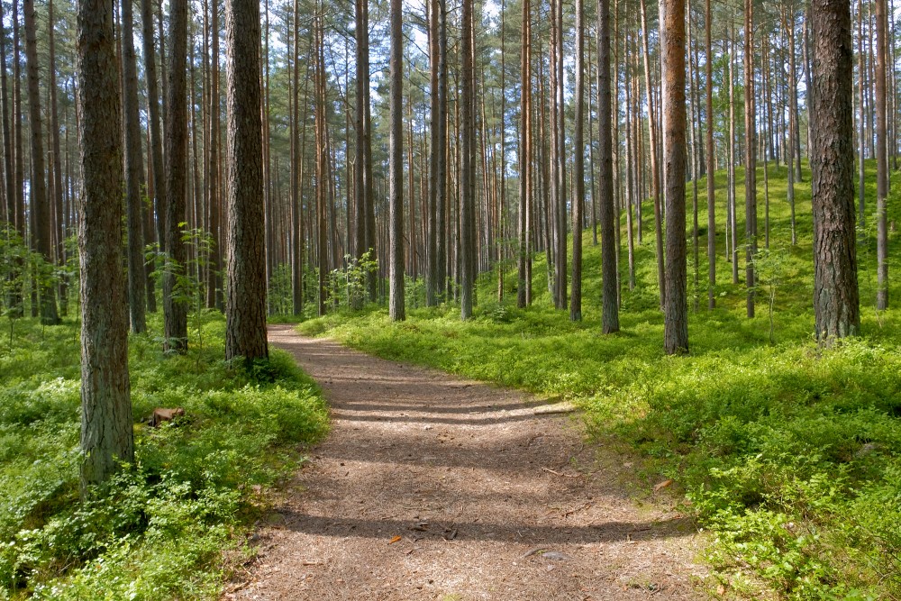 Bernātu piejūras dabas parks, priežu mežs