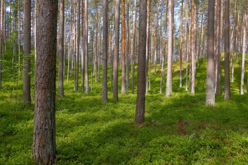 Dabas parks "Bernāti", priežu mežs