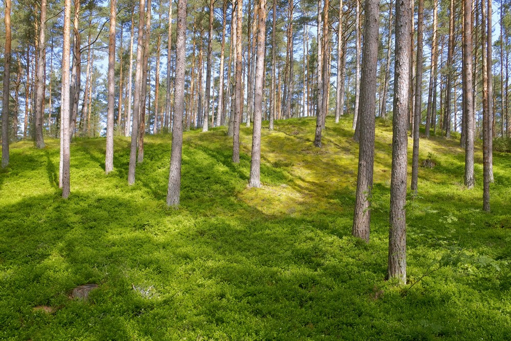 Pine forest, Bernati seaside nature park