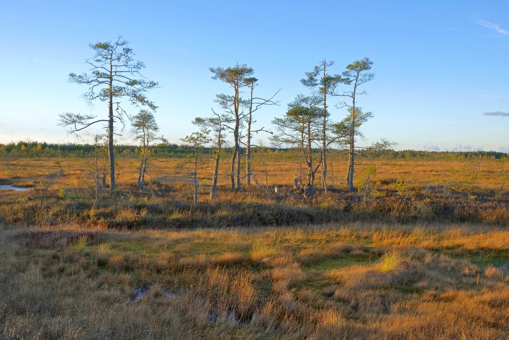 Vasenieku purvs rudenī