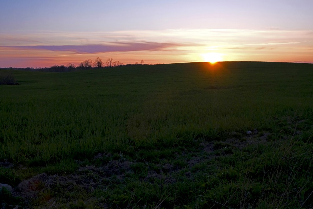 Sunset Landscape In A Cereal Field