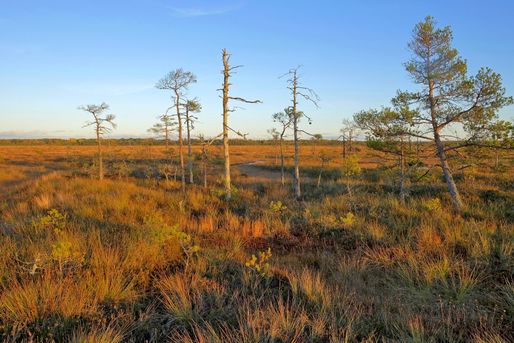 Vasenieku purvs rudenī