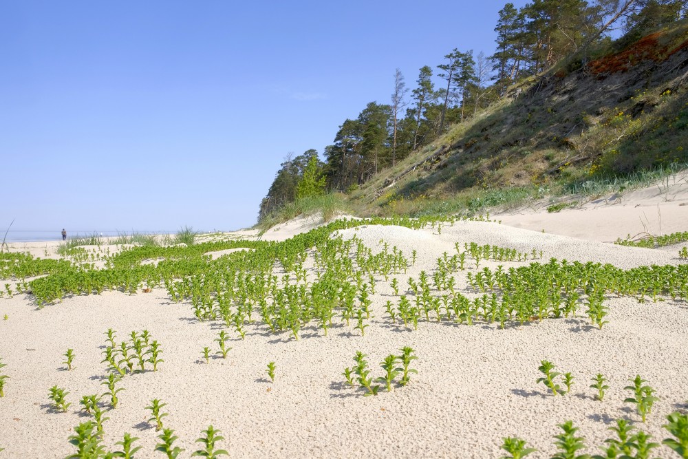 Sea sandwort, Bernati Beach