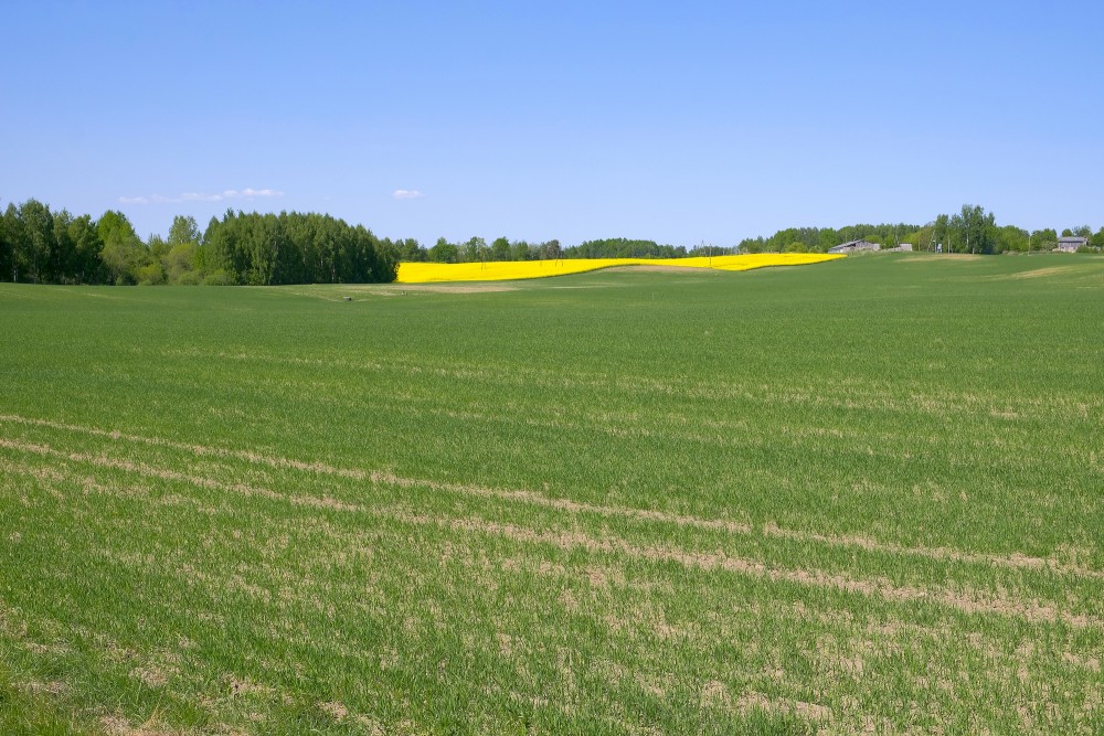 Cereal Field In Spring, Landscape