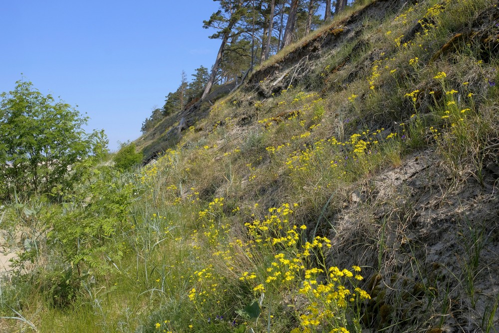 Bernātu pludmale, Krustaines