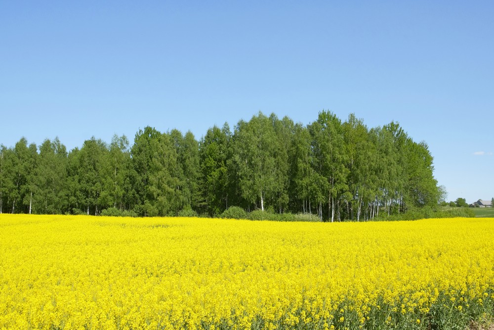 Canola Field, a Birch Grove in the distance
