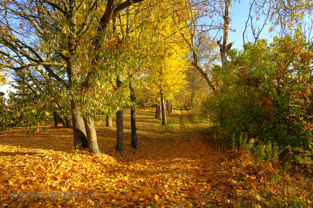 Colorful Autumn Landscape