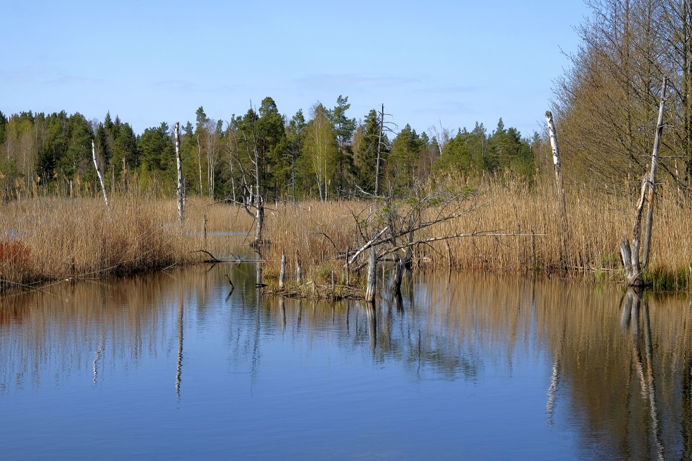 Natural Peat Pits In The Ķemeri Bog