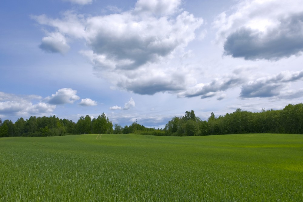 Landscape with a Field of Crops, Cumulus cloud