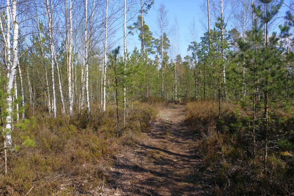 Forest Landscape in Spring