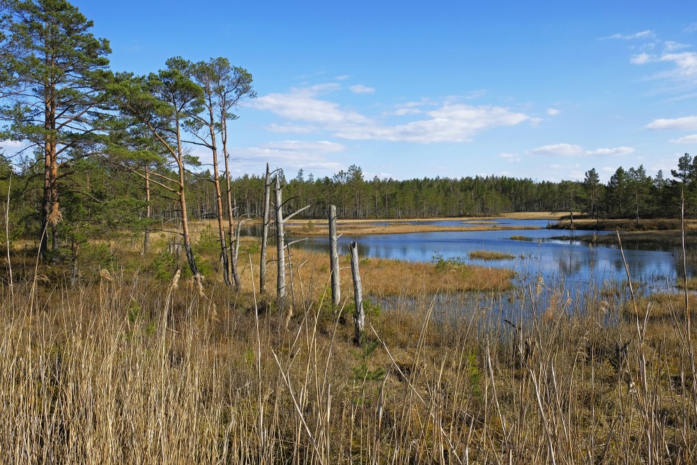 Dabiskotie kūdras karjeri Ķemeru tīrelī