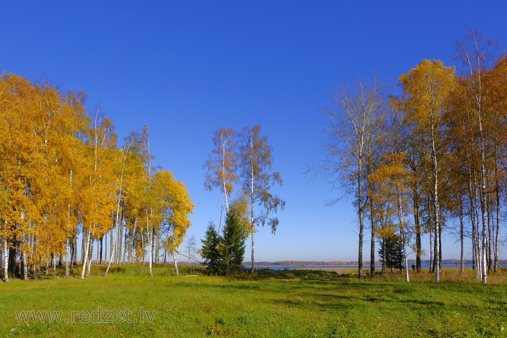 Birch in Autumn 