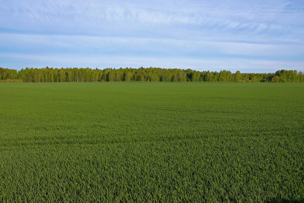 Cereal Field In Spring