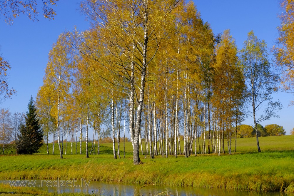 Birch in Autumn