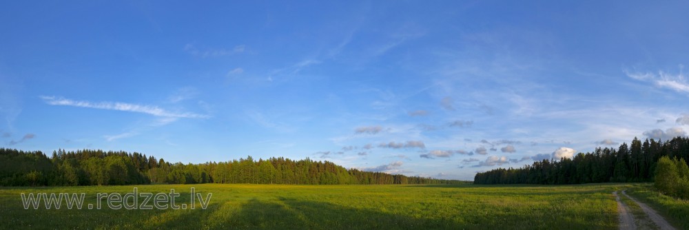 Forest Meadow Panorama